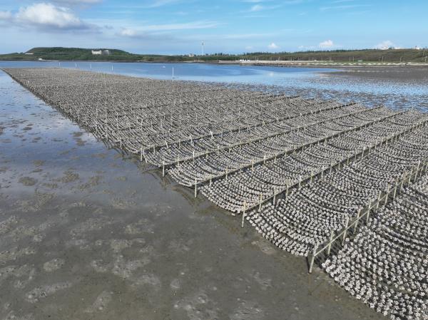 2023牡蠣養殖記錄