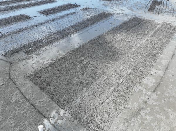 2023牡蠣養殖記錄