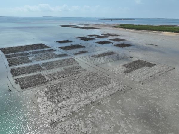 2023牡蠣養殖記錄