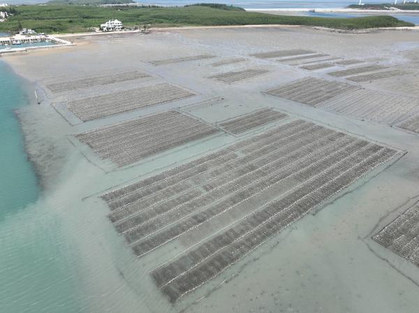 2023牡蠣養殖記錄