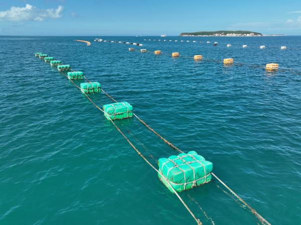 2023講美牡蠣養殖記錄