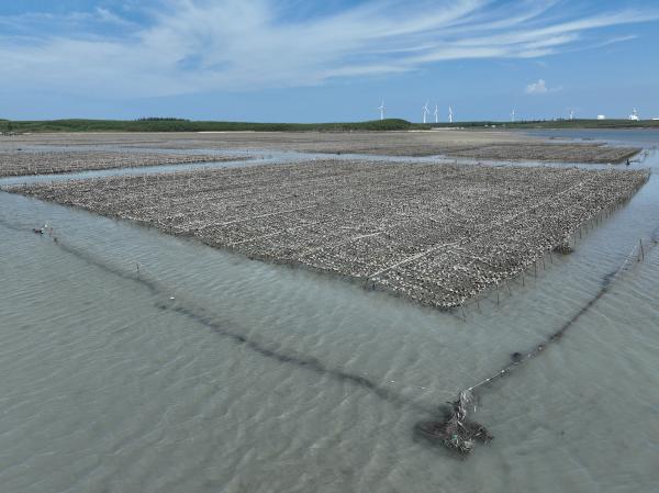 2023牡蠣養殖記錄