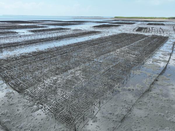 2023牡蠣養殖記錄