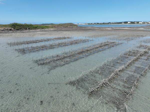 2023安宅牡蠣養殖記錄