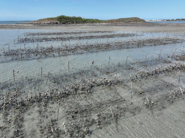 2023安宅牡蠣養殖記錄