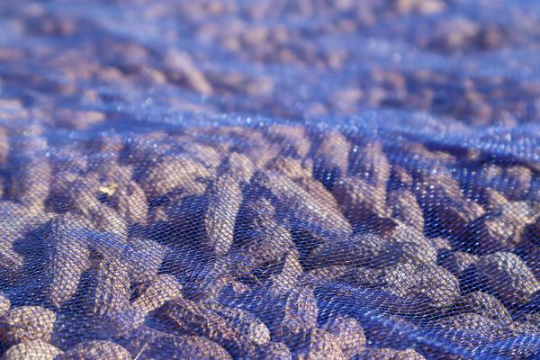 2023沙港村花生記錄