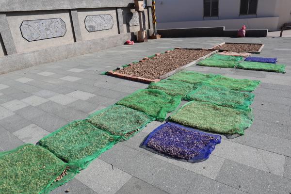 2023沙港村花生記錄