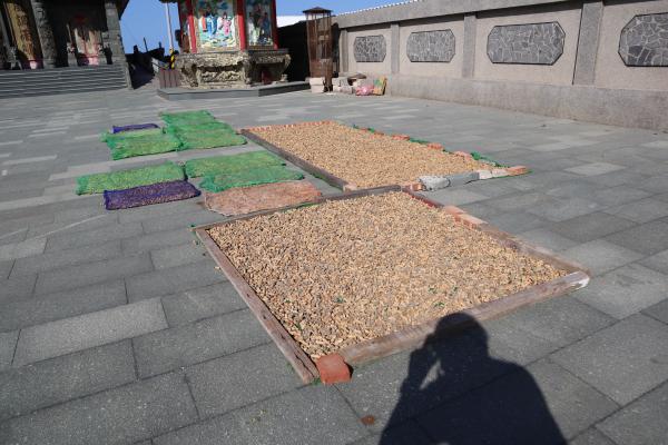 2023沙港村花生記錄