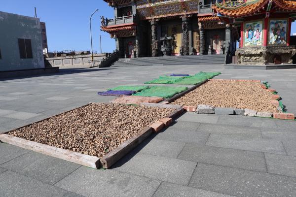 2023沙港村花生記錄