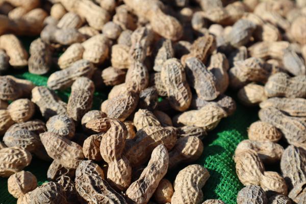 2023沙港村花生記錄