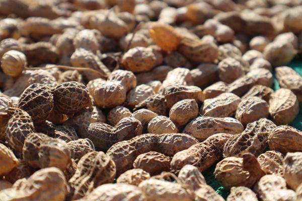 2023沙港村花生記錄