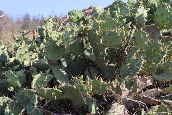 2024鐵線里仙人掌記錄