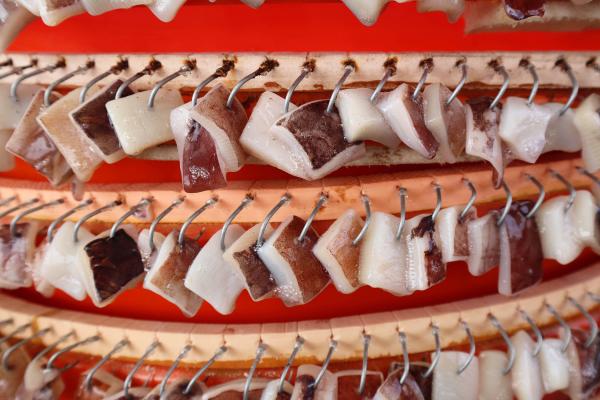 2024延繩釣鉤餌及餌料記錄