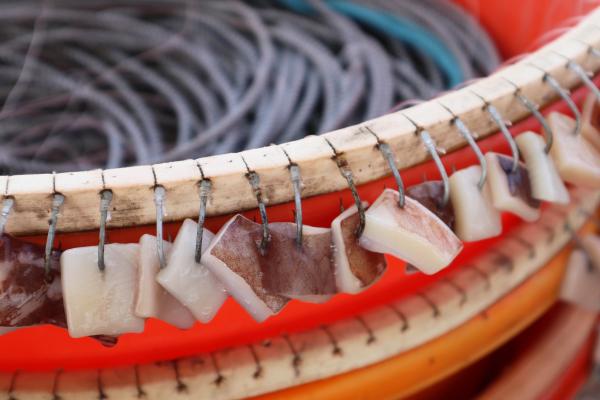 2024延繩釣鉤餌及餌料記錄