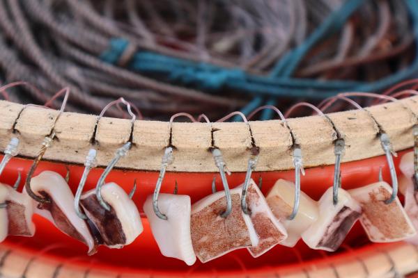 2024延繩釣鉤餌及餌料記錄