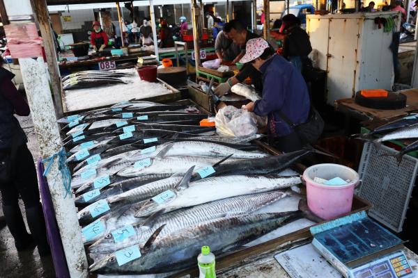 2024澎湖漁市場記錄