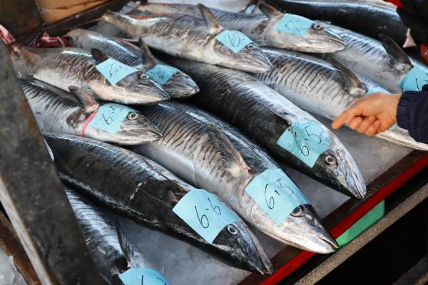 2024澎湖漁市場記錄