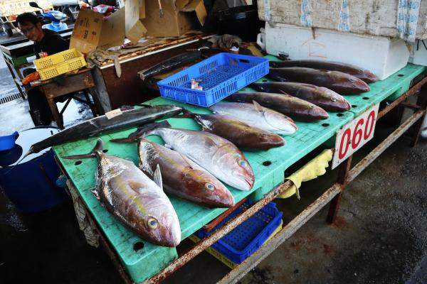 2024澎湖漁市場記錄