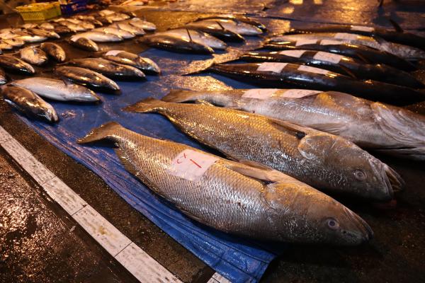 2024澎湖漁市場記錄