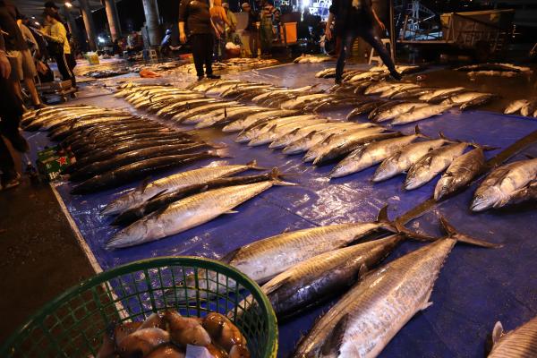 2024澎湖漁市場記錄