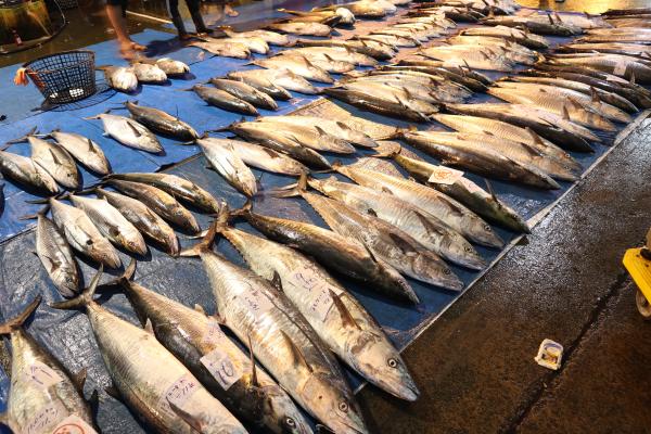 2024澎湖漁市場記錄