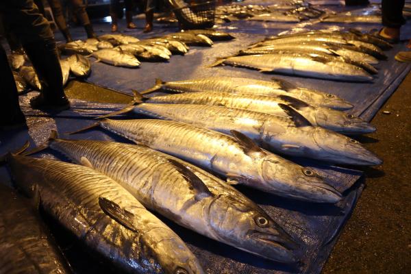 2024澎湖漁市場記錄