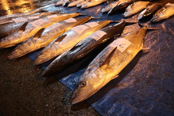 2024澎湖漁市場記錄