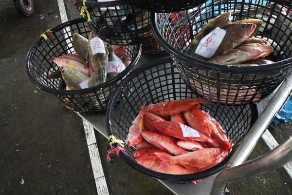 2024澎湖漁市場記錄