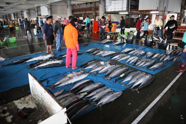 2024澎湖漁市場記錄