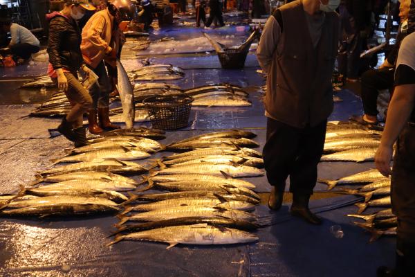 2024澎湖漁市場記錄