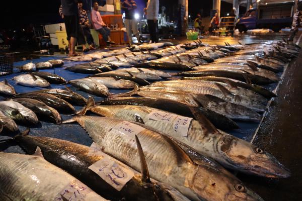 2024澎湖漁市場記錄