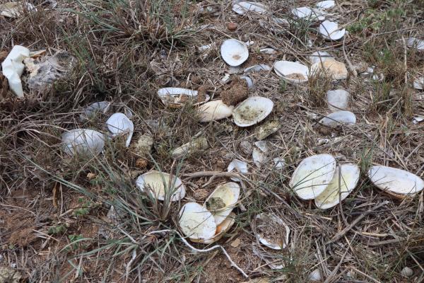 2024墳塚大蛤仔記錄