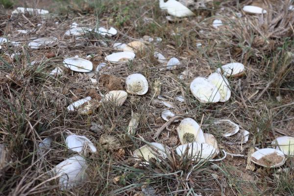 2024墳塚大蛤仔記錄