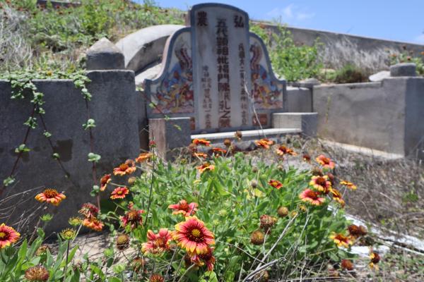 2024合界墓埔草記錄