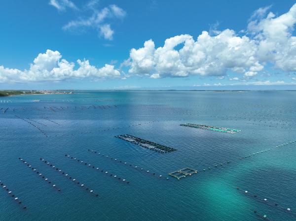 2024竹灣養殖漁業記錄