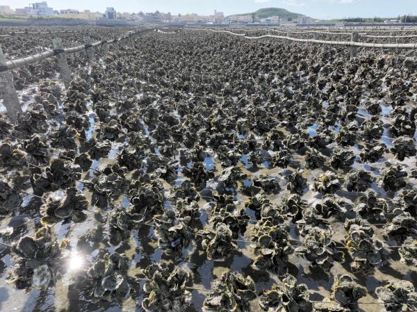 2024牡蠣養殖記錄