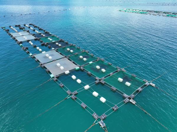 2024竹灣養殖漁業記錄