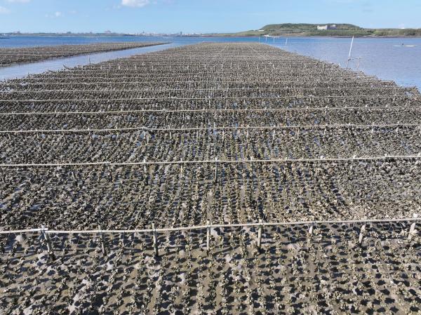 2024牡蠣養殖記錄