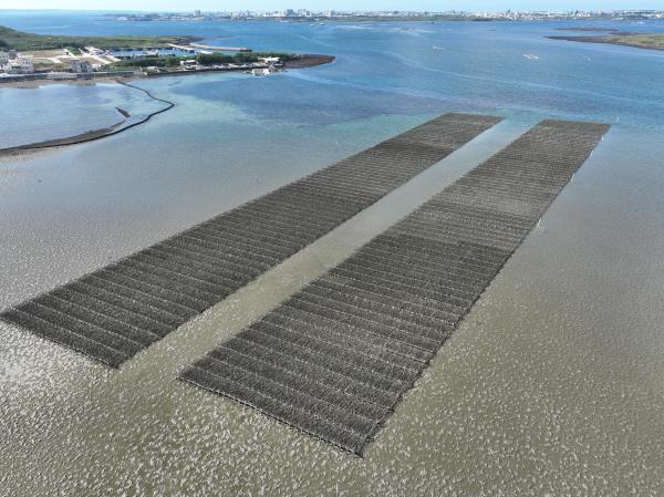 2024牡蠣養殖記錄