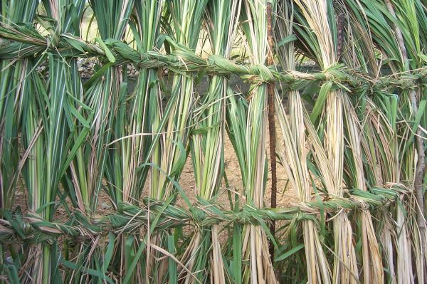 2006澎湖菅芒記錄