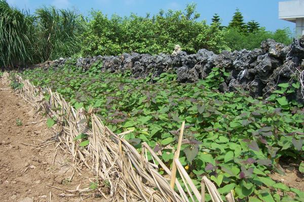 2006澎湖菅芒記錄