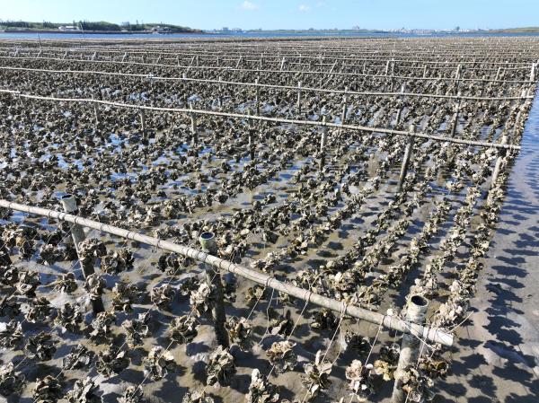 2024牡蠣養殖記錄