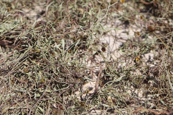 2024吉貝村曬風茹草記錄