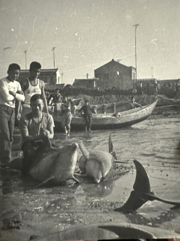 沙港村海豚黑白影像記錄