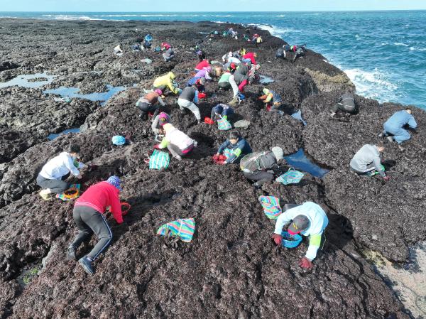 2024姑婆嶼紫菜採集