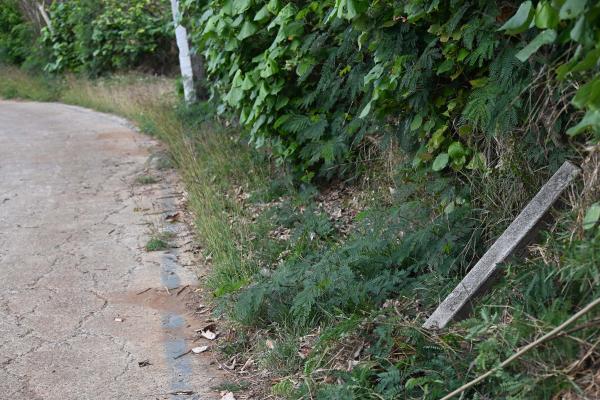 2024保安林界碑記錄