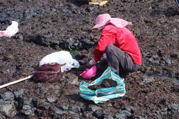 2024姑婆嶼採紫菜記錄