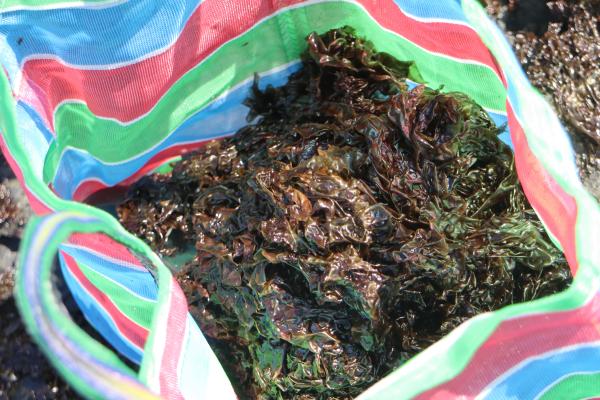 2024姑婆嶼採紫菜記錄