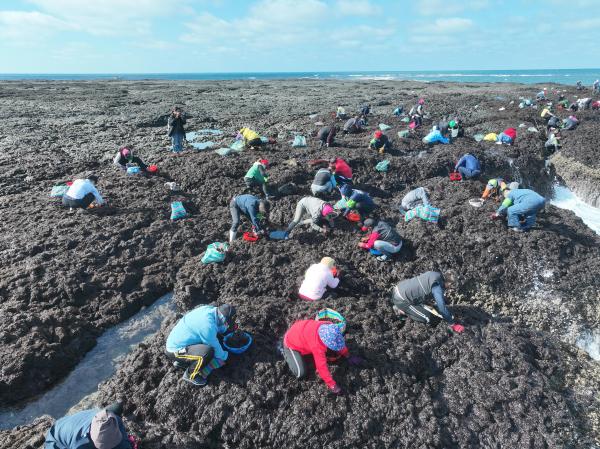 2024姑婆嶼紫菜採集