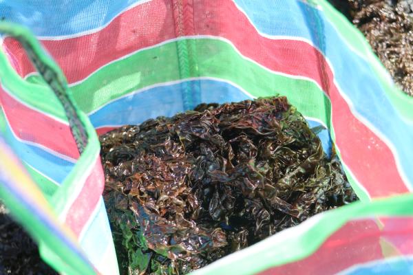 2024姑婆嶼採紫菜記錄